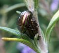 Chrysolina americana